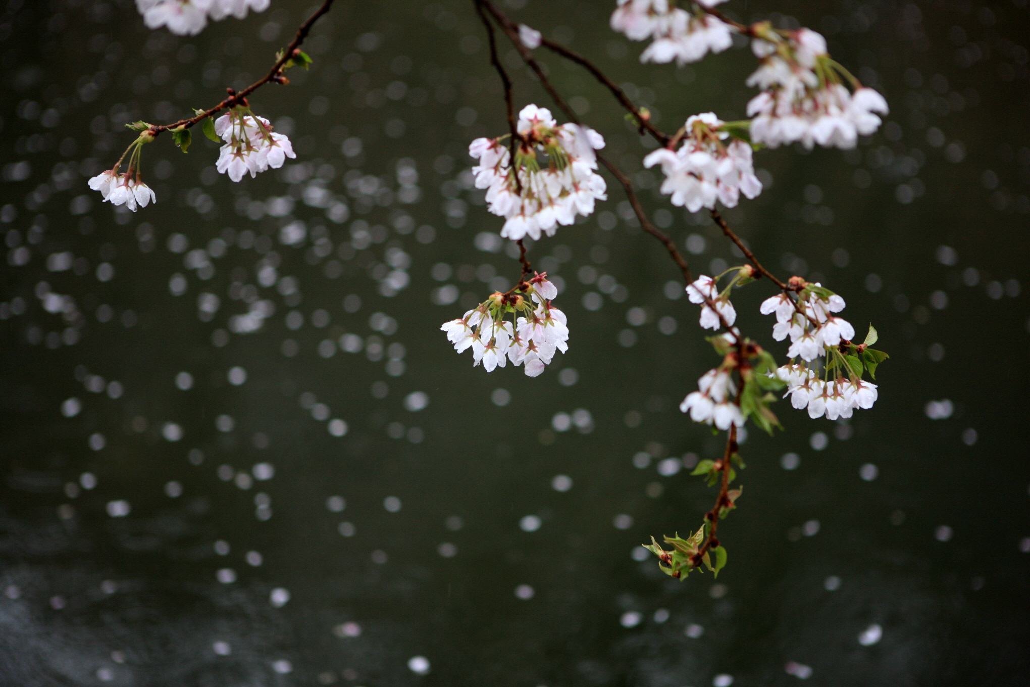봄바람이 불면 벚꽃비가 내린다. 마이산 남부 벚꽃..jpg