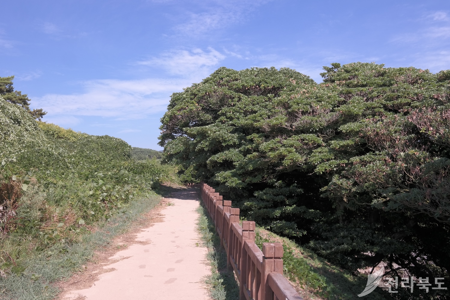 후박나무군락 산책.jpg