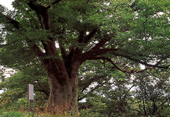 장수 봉덕리 느티나무
