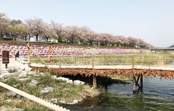 남원 요천 벚꽃길