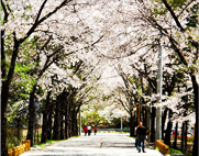 진안 마이산 벚꽃길