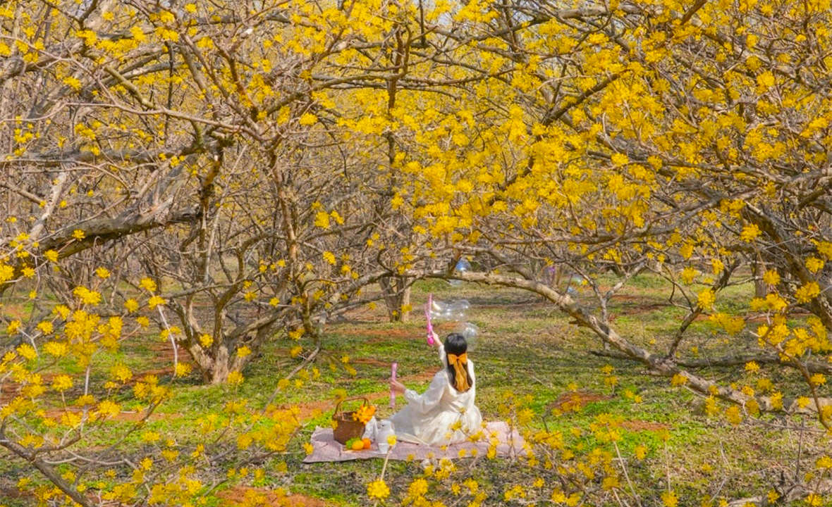 지리산 주천 산수유 꽃 축제