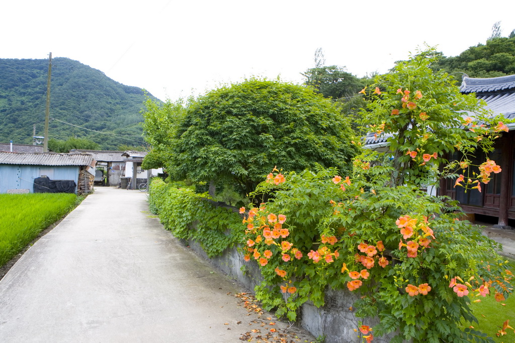 김용택 시인마을 들어가는 길가 꽃들.jpg