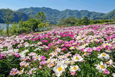 옥정호 붕어섬생태공원