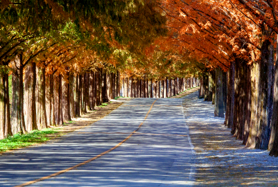 진안 메타세콰이어길