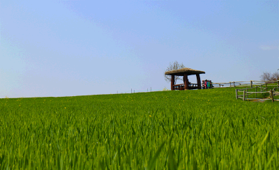 봄맞이 산책·걷기 코스 BEST 5_고창 청보리밭길