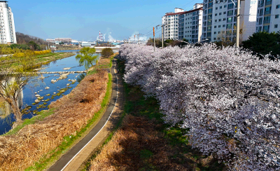 꽃길 드라이브 코스_전주 도심 벚꽃 드라이브 & 한옥마을 산책