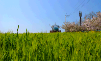 꽃길 드라이브 코스_고창 청보리밭 드라이브 & 들판 산책