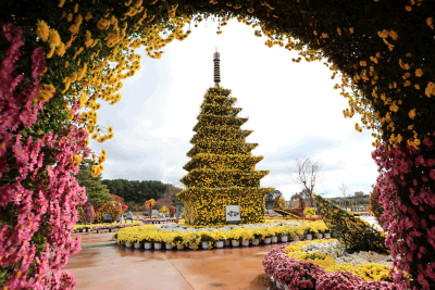 익산천만송이국화축제