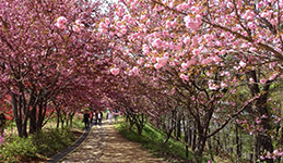 완산공원 꽃동산
