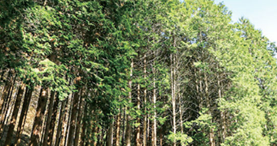 임실 성수산 왕의 숲 생태관광지 