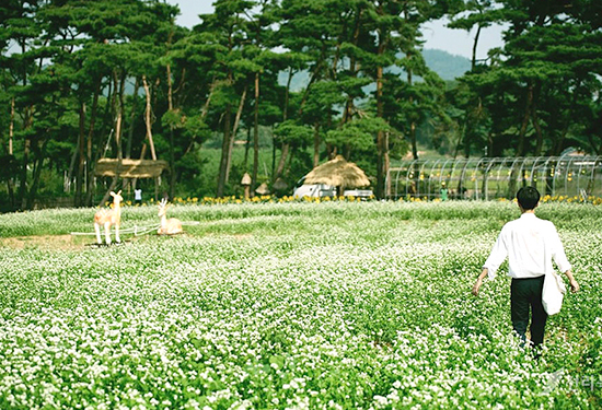 정읍 두승산 메밀꽃밭