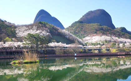 [진안] 마이산 벚꽃길