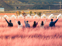 김제 메타세콰이어 길