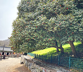 성수산자연휴양림