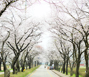 완주 송광사 벚꽃길