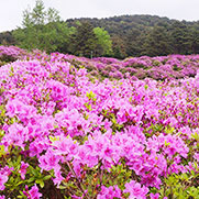 지리산 바래봉 철쭉