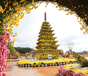 천만송이 국화축제