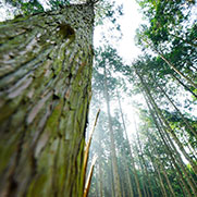 부귀 편백숲 산림욕장