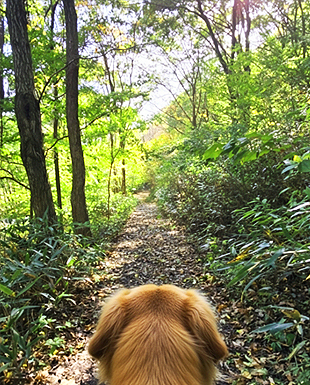 운일암반일암 숲길