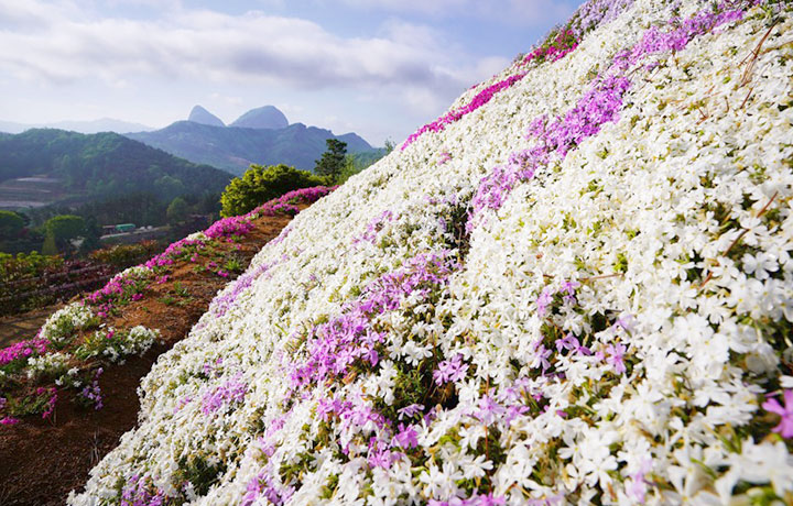 진안 꽃잔디동산