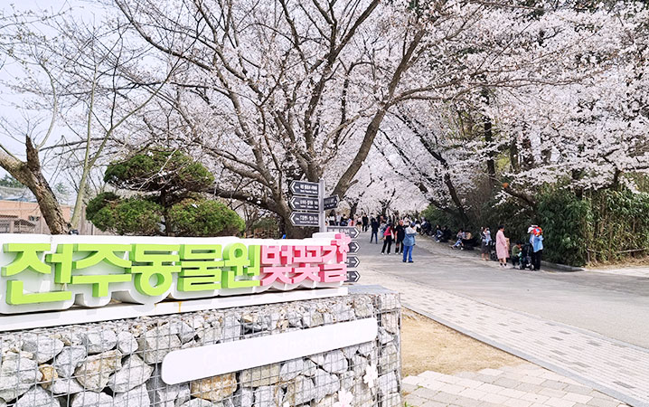 전주 동물원 벚꽃 이미지