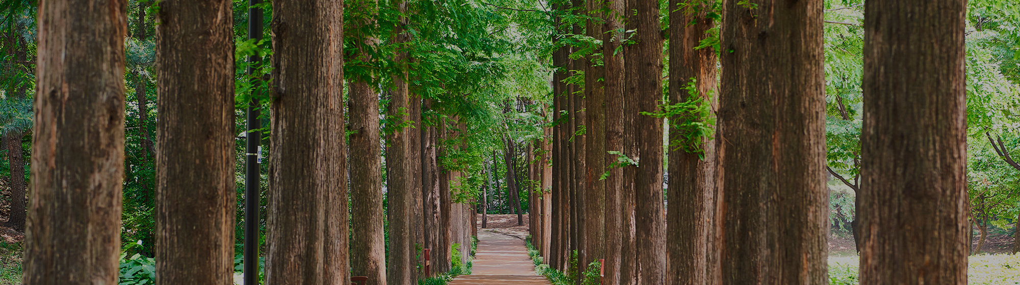 Spring walkway with flowers