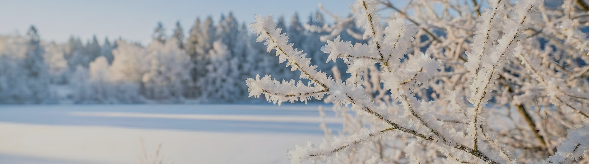 Spring walkway with flowers