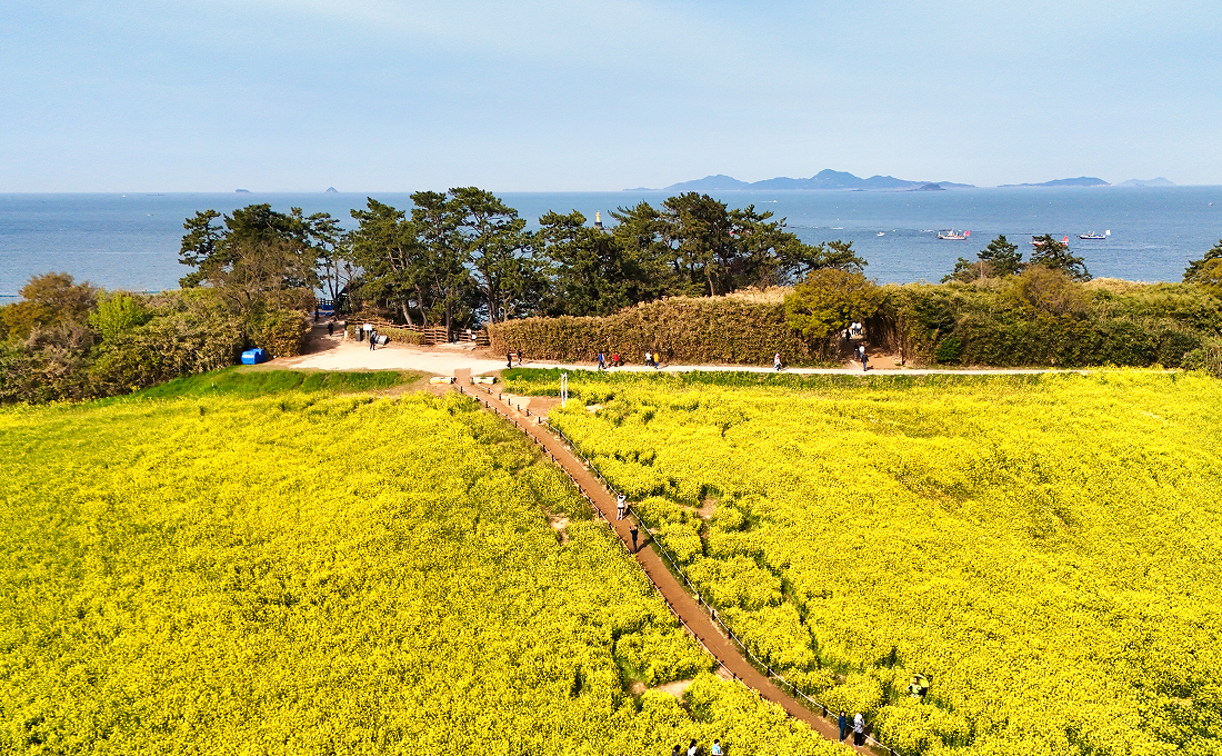 수성당 유채꽃밭1