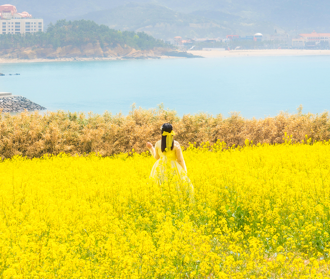 수성당 유채꽃밭2