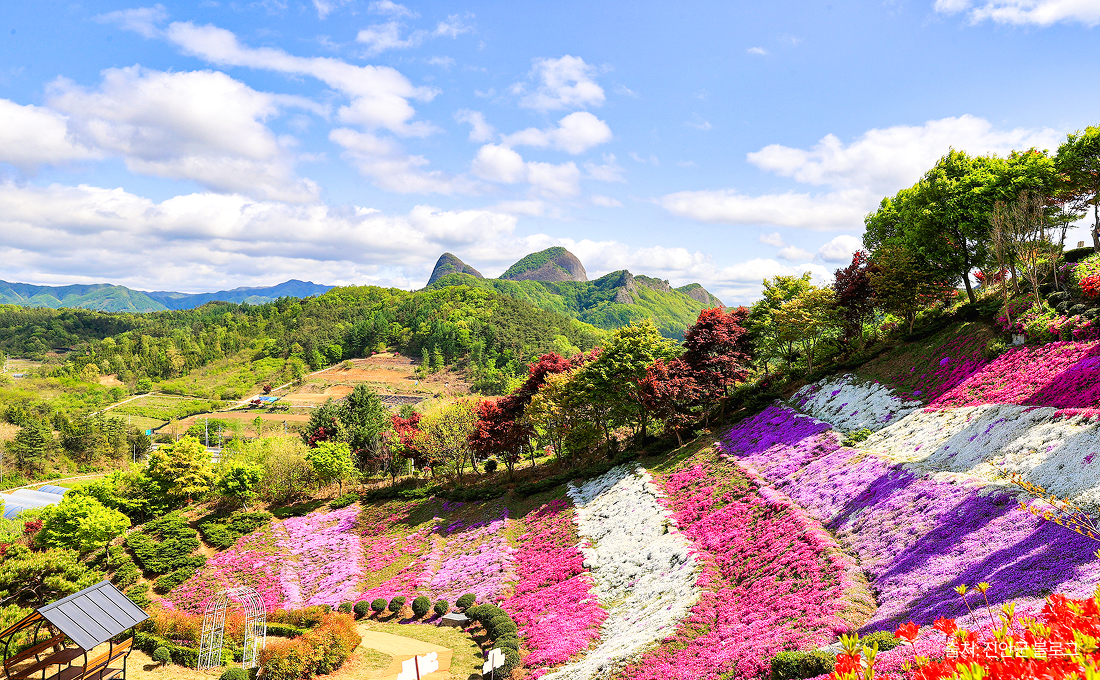 원연장 꽃잔디동산1