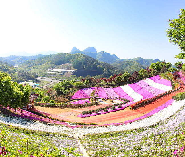 원연장 꽃잔디동산2