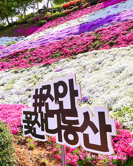 원연장 꽃잔디동산3