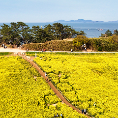 수성당 유채꽃밭