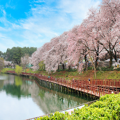 은파호수공원 벚꽃