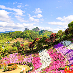 원연장 꽃잔디동산