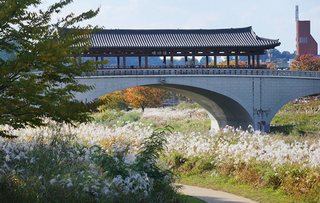 억새