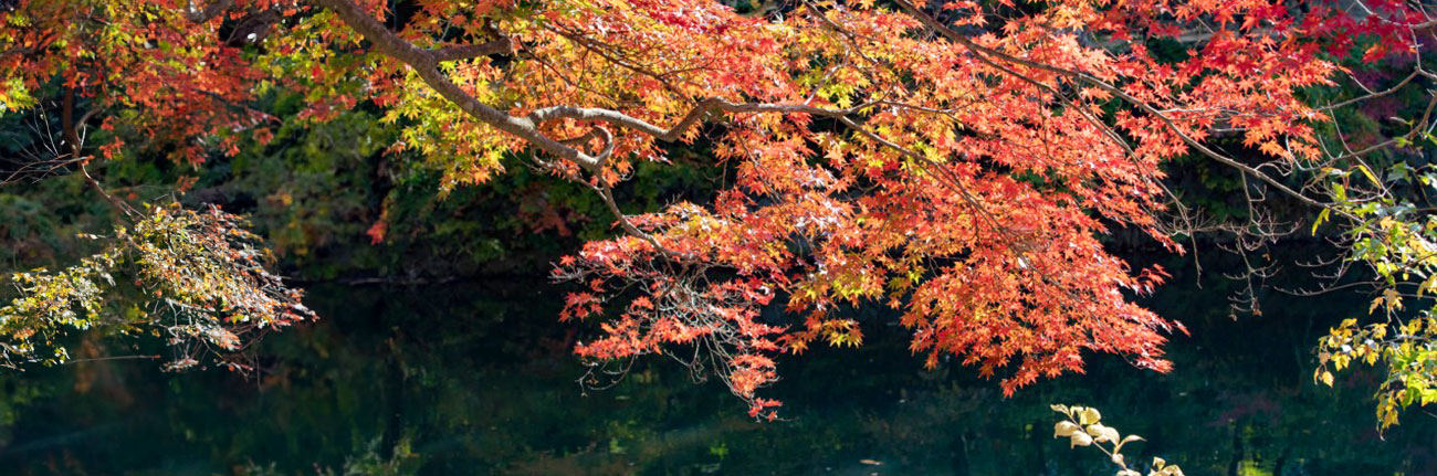 고창 선운산도립공원
