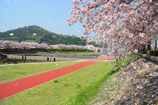 정읍 정읍천변 벚꽃길