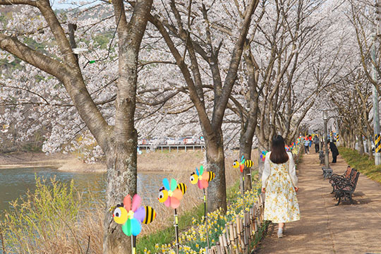 부안 개암동 벚꽃길