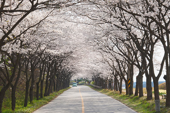 부안 개암동 벚꽃길