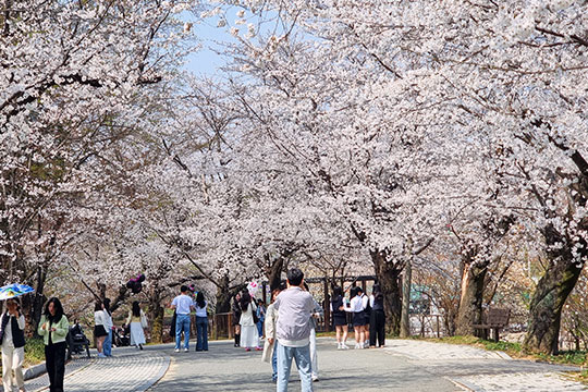 전주 완산꽃동산(완산칠봉꽃동산)