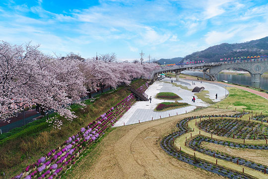 남원 요천 벚꽃길