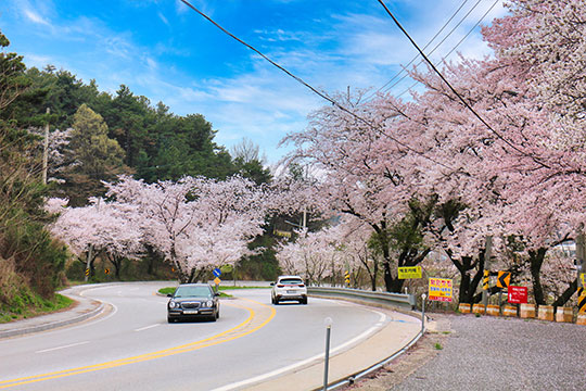김제 금산사 진입로