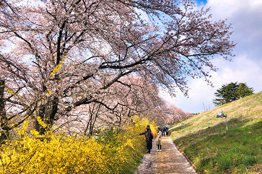 완주 구이저수지 벚꽃길