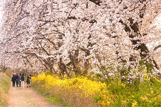 완주 구이저수지 벚꽃길
