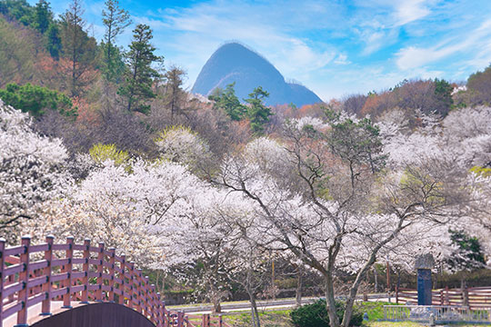 진안 마이산 벚꽃길