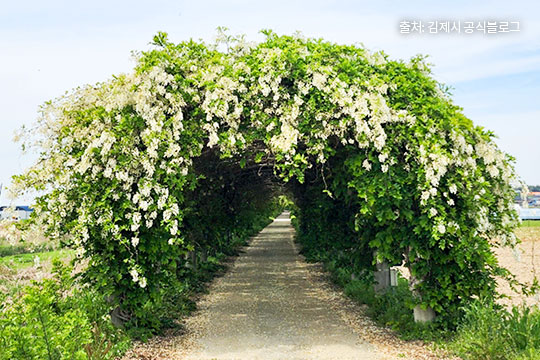 두월노을마을 등나무꽃