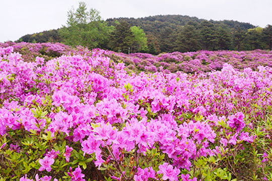 남원 지리산 바래봉 철쭉