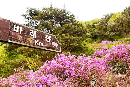 남원 지리산 바래봉 철쭉